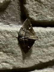 Cidariplura gladiata