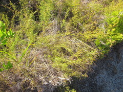 Desmocladus flexuosus