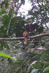 Harpactes duvaucelii