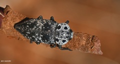 Capnodis cariosa