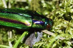 Chrysochroa fulgidissima