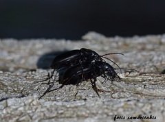Carabus banonii