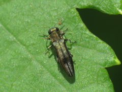 Agrilus derasofasciatus