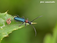 Cartallum ebulinum