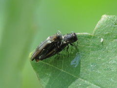 Agrilus derasofasciatus