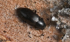 Catomus consentaneus