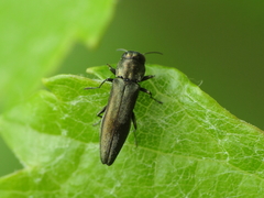 Agrilus derasofasciatus