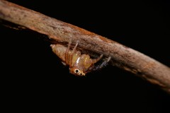 Prostheclina pallida