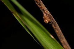 Prostheclina pallida