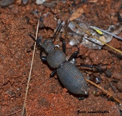 Cephalostenus elegans