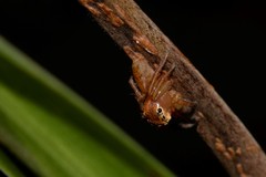 Prostheclina pallida