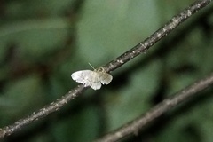 Rhynchobapta cervinaria