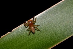 Prostheclina pallida