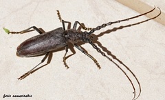 Cerambyx carinatus