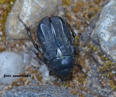 Cetonia asiatica