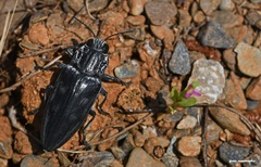Chalcophora detrita