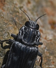 Chalcophora detrita