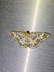 Pogonopygia nigralbata