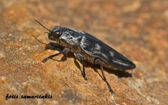 Chalcophora detrita