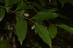 Cryptocarya rigida