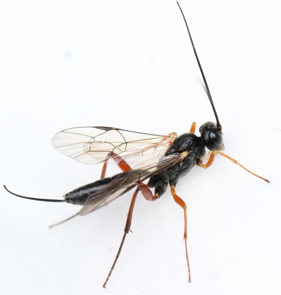 Rhimphoctona