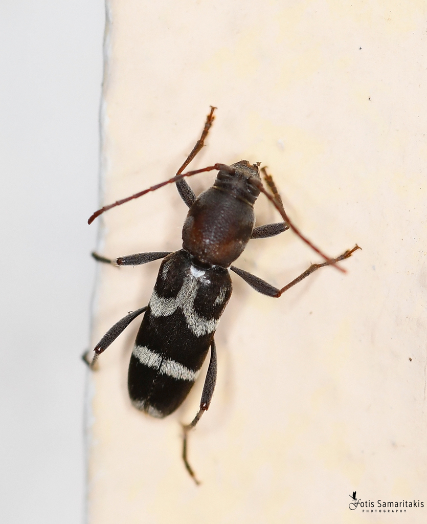 Chlorophorus aegyptiacus
