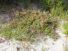 Adenanthos cuneatus