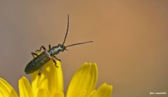 Chrysanthia flavipes