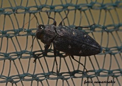 Chrysobothris affinis