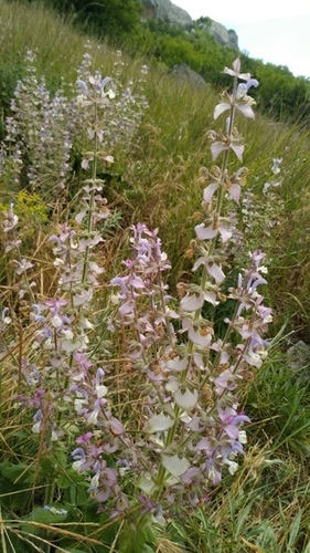 Salvia sclarea