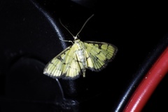 Goniorhynchus butyrosus