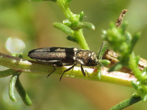 Agrilus albogularis