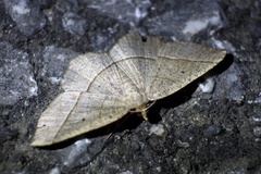 Rhynchobapta cervinaria