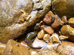 Desmognathus brimleyorum