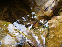 Desmognathus brimleyorum