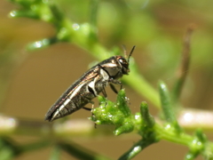 Agrilus albogularis artemisiae