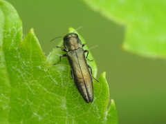 Agrilus derasofasciatus
