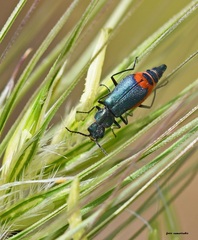 Clanoptilus spinipennis