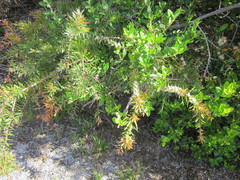 Hakea florida
