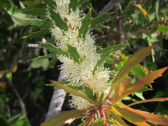 Hakea florida