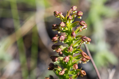 Brachycorythis macowaniana