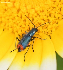 Clanoptilus spinipennis