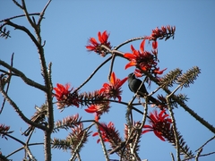 Dicrurus macrocercus