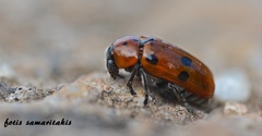 Clytra novempunctata