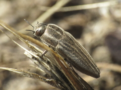 Sphenoptera gemmata