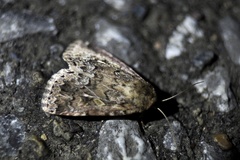 Spodoptera depravata