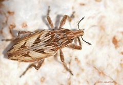 Coniocleonus pseudobliquus