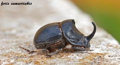 Copris hispanus cavolinii