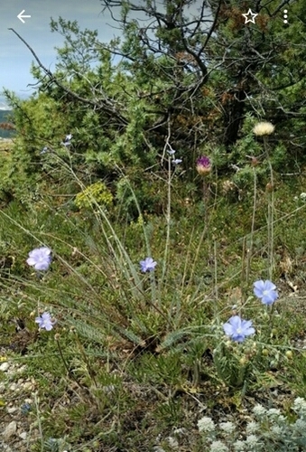 Linum squamulosum (Linum squamulosum)