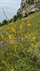 Verbascum pyramidatum